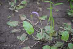 Aponogeton bruggenii